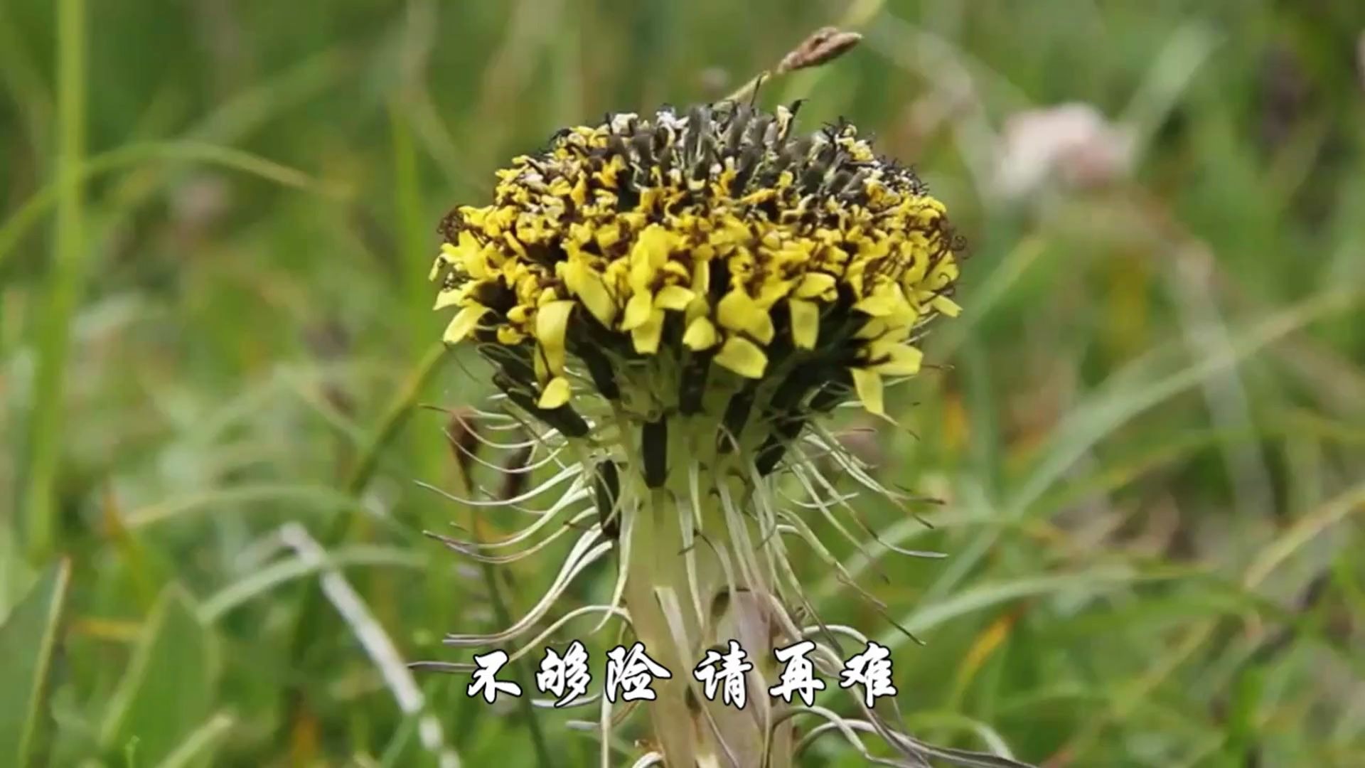 那些年曾经火爆了的游戏主题曲之《年轻不服输》你还记得吗?