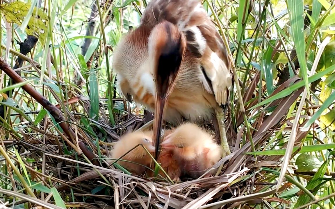 黄苇鳽育雏:鸟妈吐食物喂给两只幼鸟