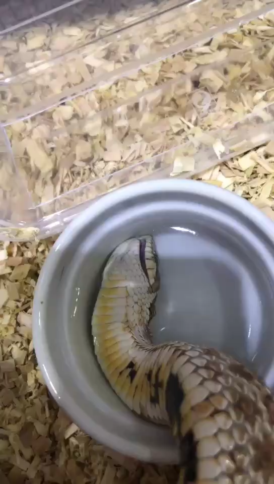 猪鼻蛇水盆太小猪太胖只能躺着喝水拉