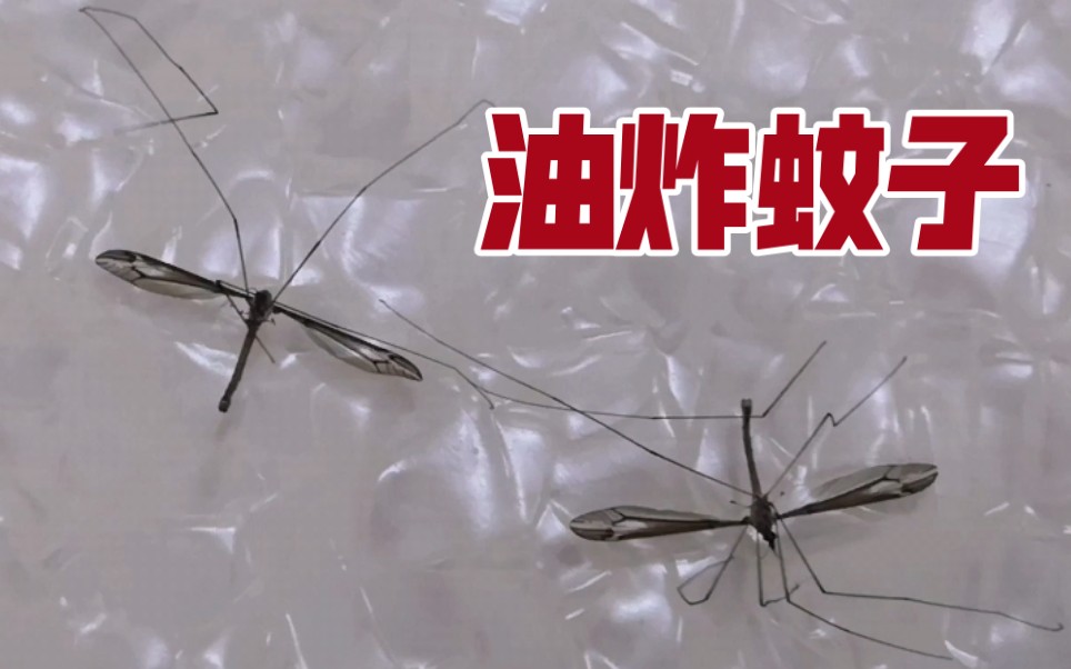 油炸蚊子去死吧该死的蚊子