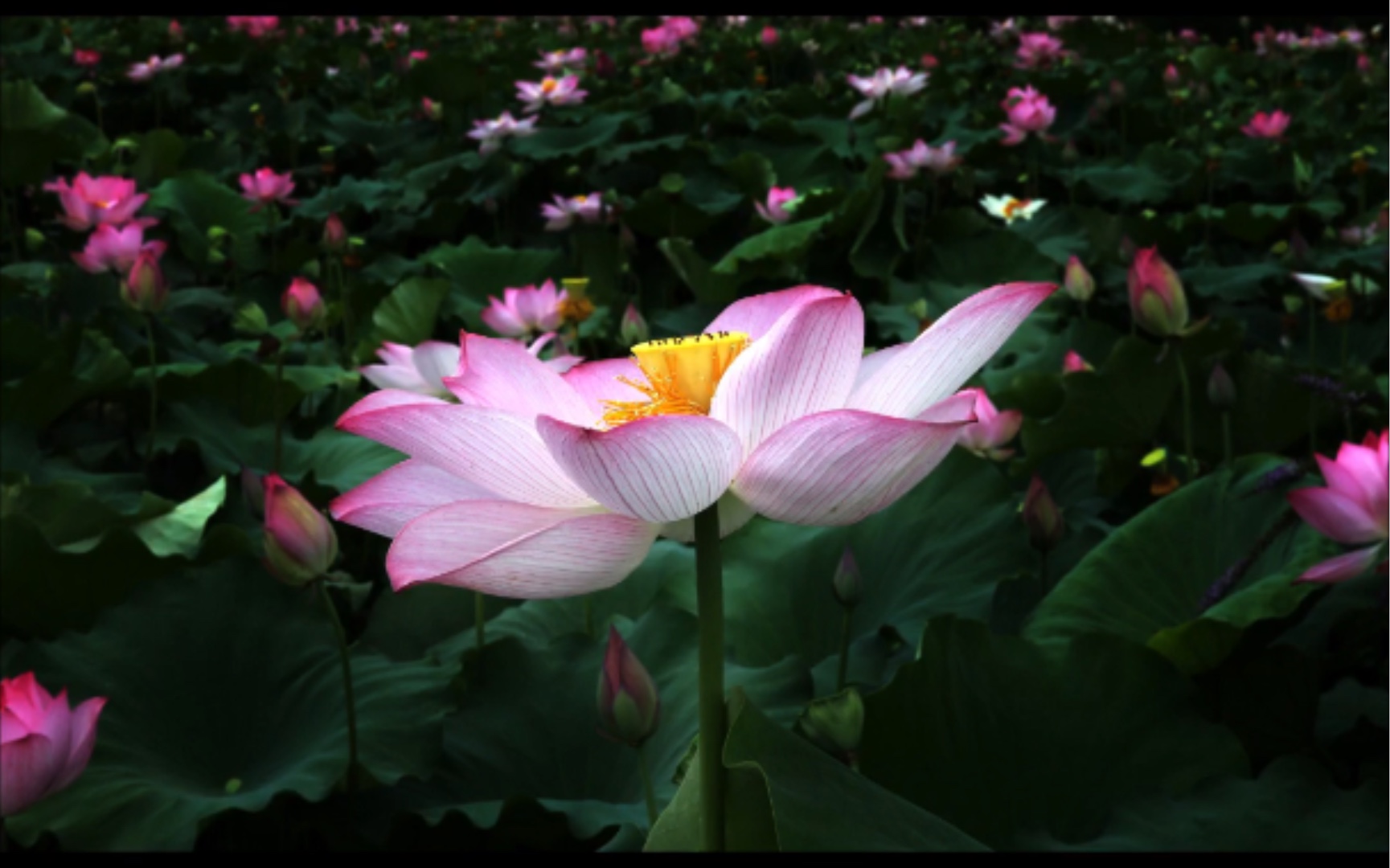 盈盈芙蕖迎立秋