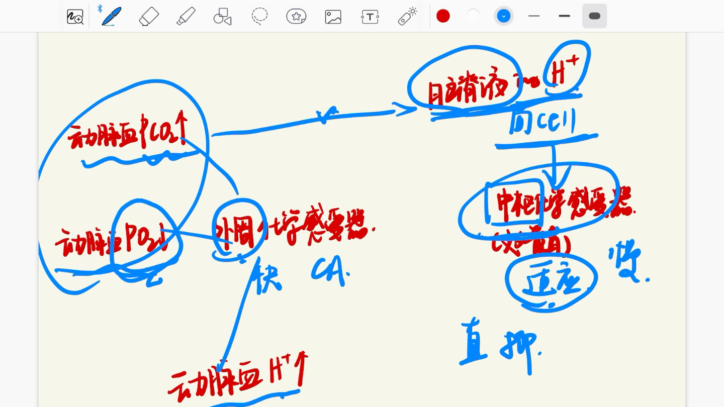 外周化学感受器,中枢化学感受器哔哩哔哩bilibili