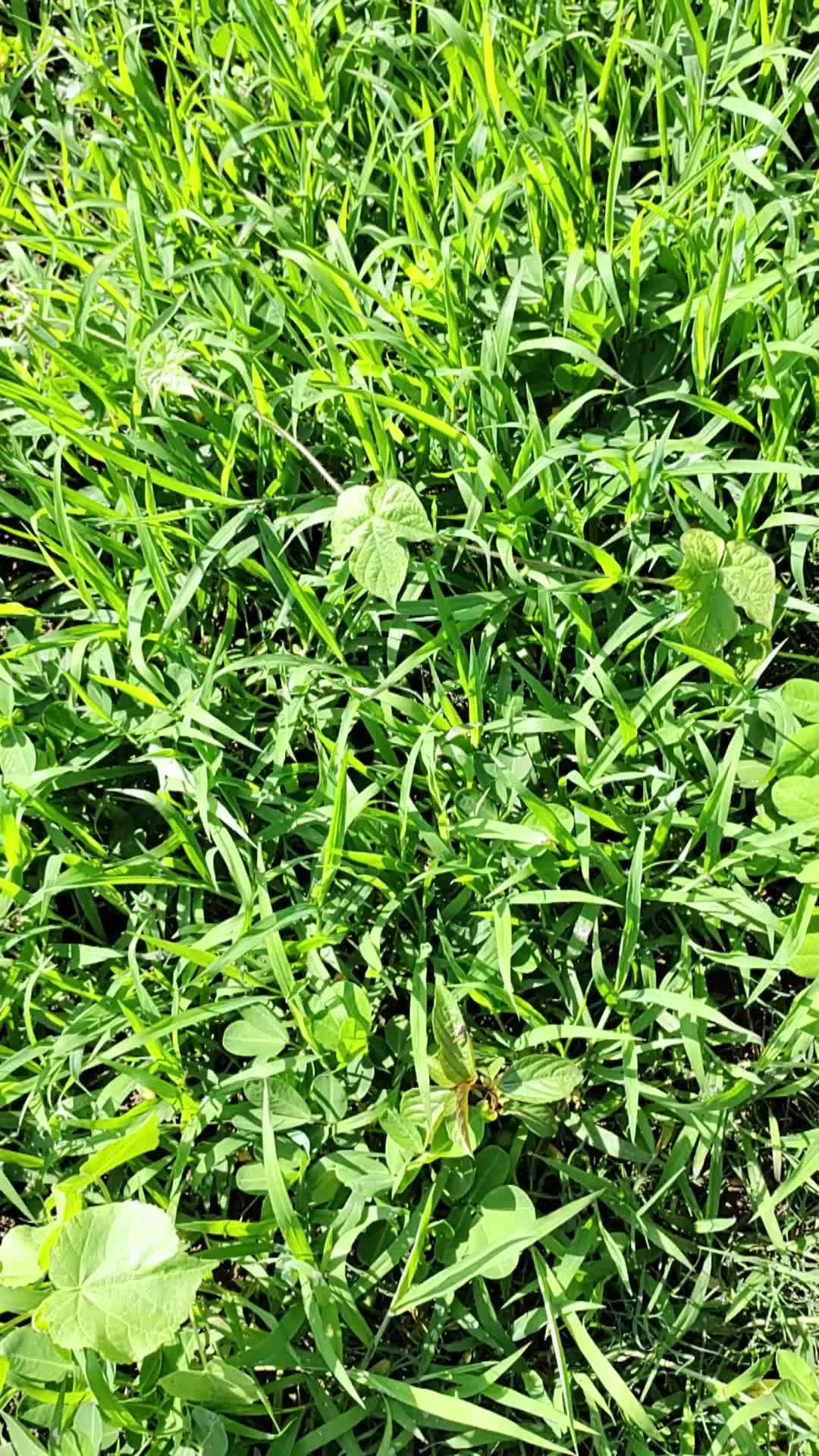 花生地杂草太多了