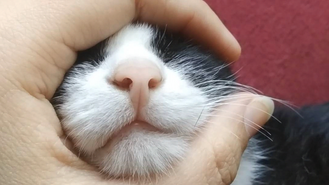 奶牛九咪日常之怒搓猫猫头