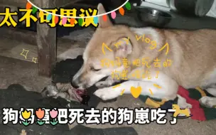 Tải video: 常说虎毒不食子，狗妈竟把死去的狗崽啃吃了，是由爱生恨吗？