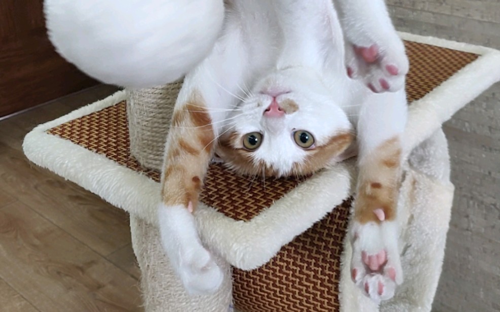 给大家表演个头手倒立吧