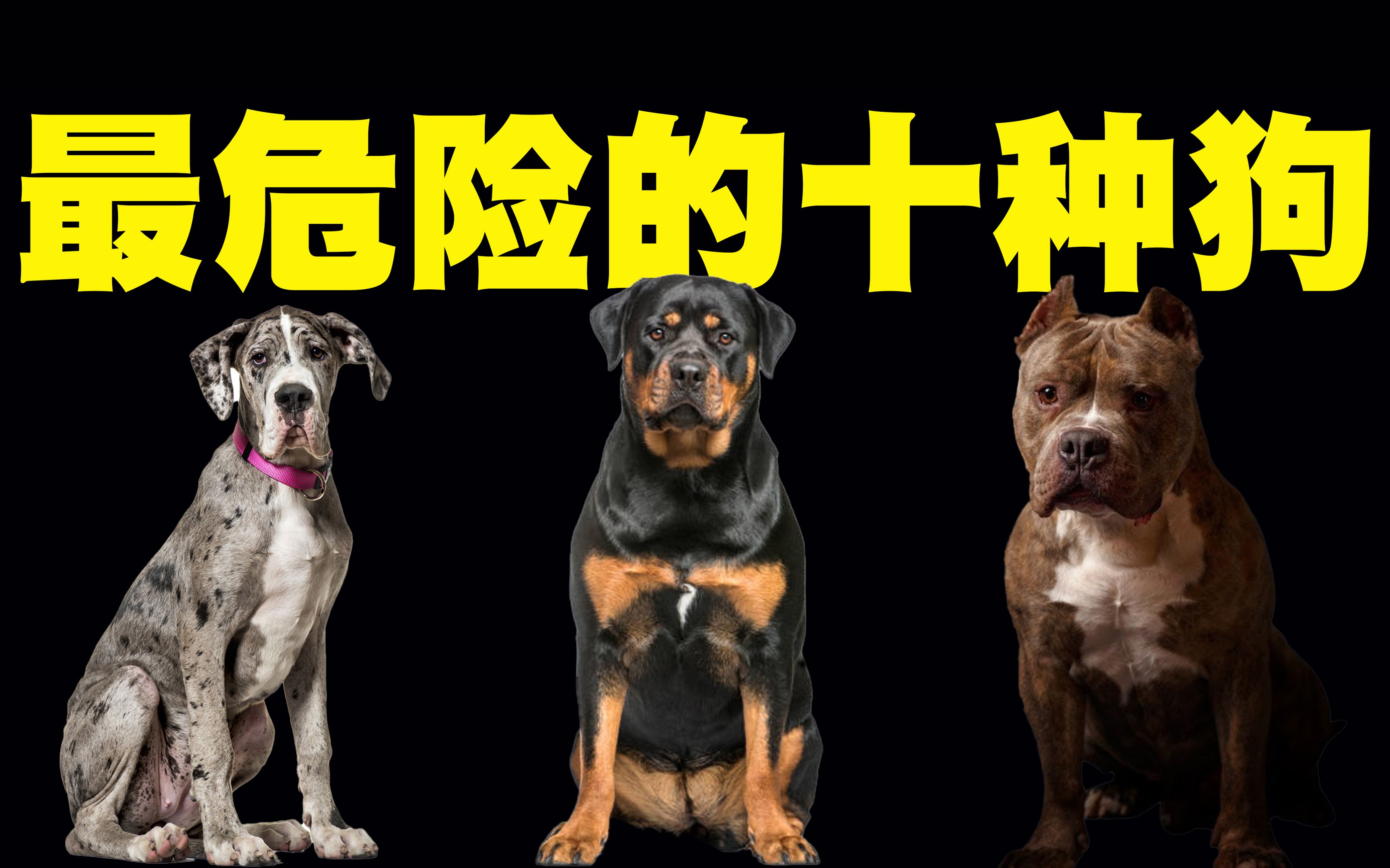 狗智商排行_阿拉斯加犬智商排名第几