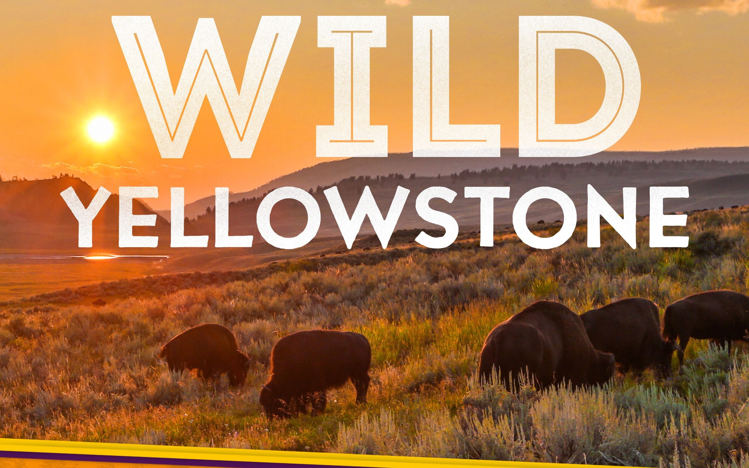 [图]野性黄石公园 Wild Yellowstone