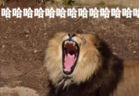 Download Video: 【辟谣】熊猫中心辟谣宝力和青宝“近亲关系”，茶狸老师脸疼不疼啊？