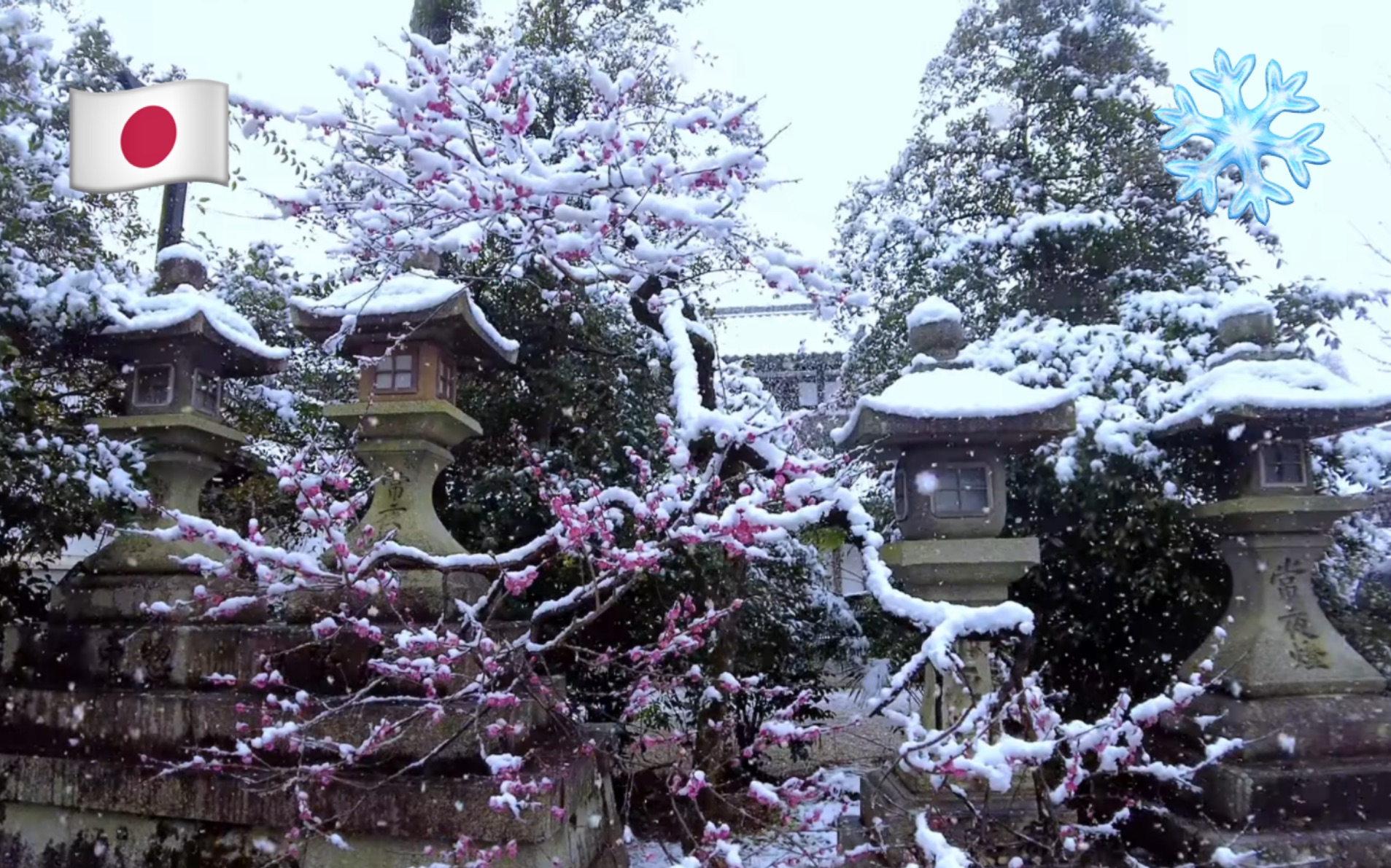 [图]【超清】绝景！雪中的梅花｜雪中漫步游日本京都梅花名胜(北野天满宫) 拍摄日期：2023.2.21