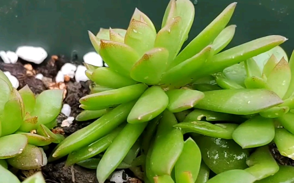 肉肉之 "野生瓦莲花也有春天"