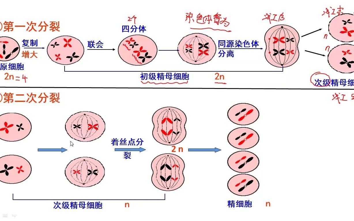 精子细胞形成过程简图图片