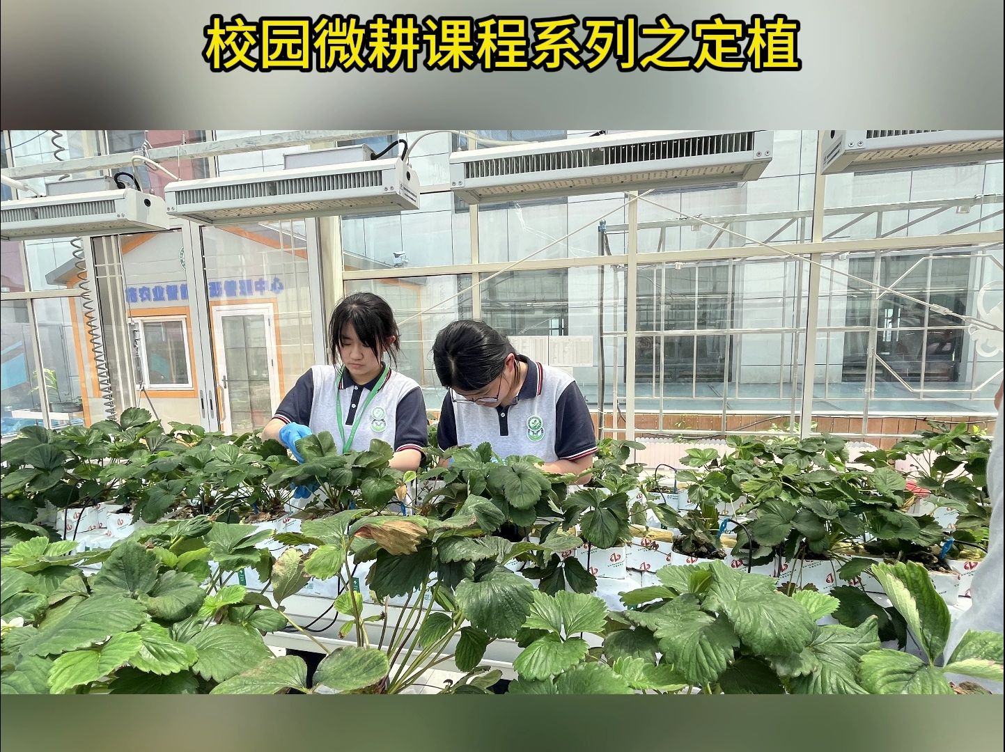 劳动课程设计之蔬菜定植哔哩哔哩bilibili