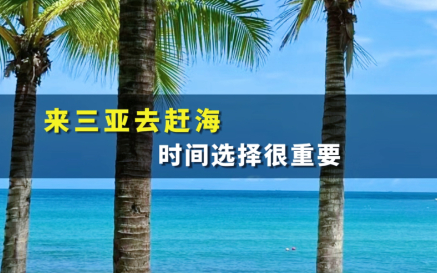 来三亚赶海一定要选对时间,不然折腾一场纯属白忙活哔哩哔哩bilibili