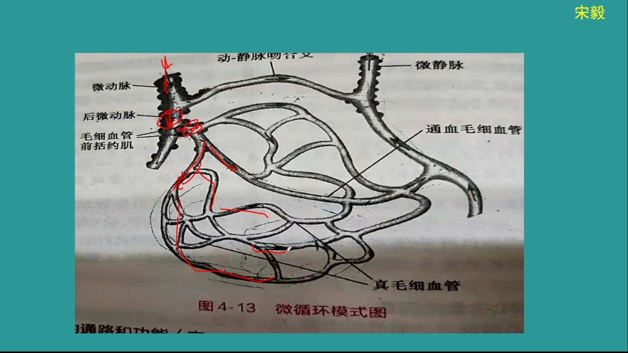 生理学—微循环哔哩哔哩bilibili