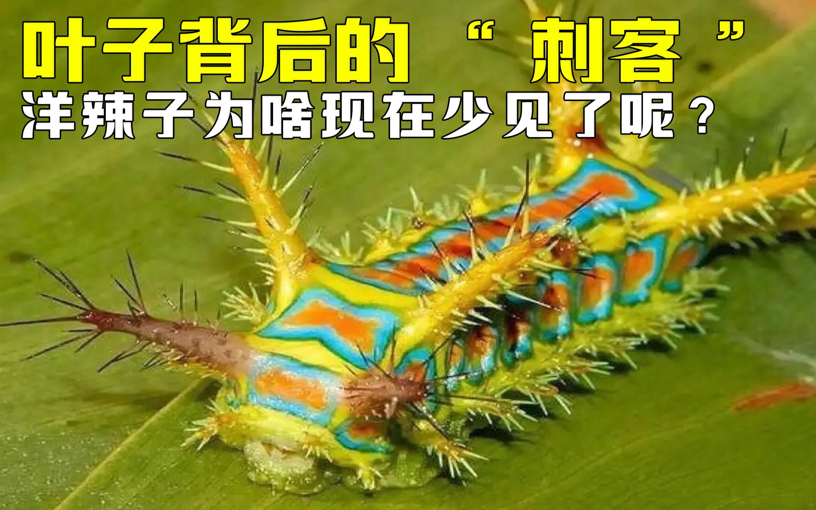 潜伏在叶子背后的"刺客","洋辣子"为啥现在越来越少见了呢?