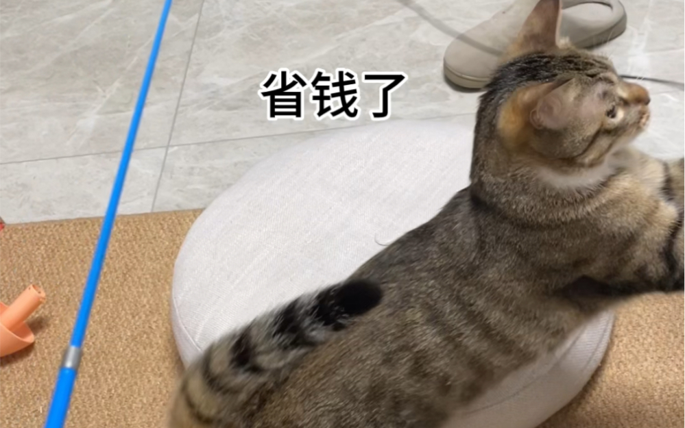 自制逗猫棒:棍子+绳子+铃铛(非必要)哔哩哔哩bilibili