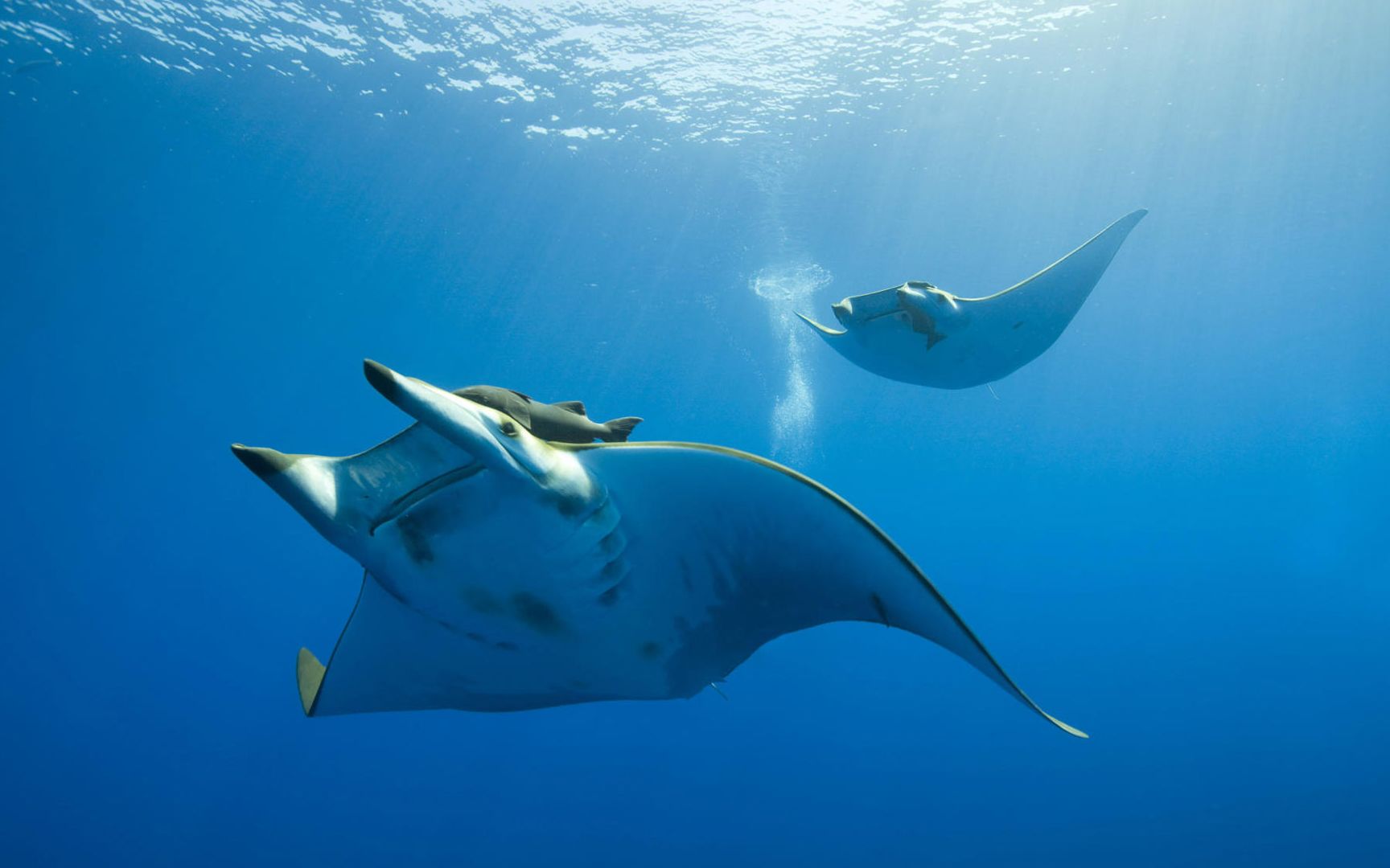 海鲜大礼包来了观看本作品时请携带刀枪剑戟斧钺钩叉