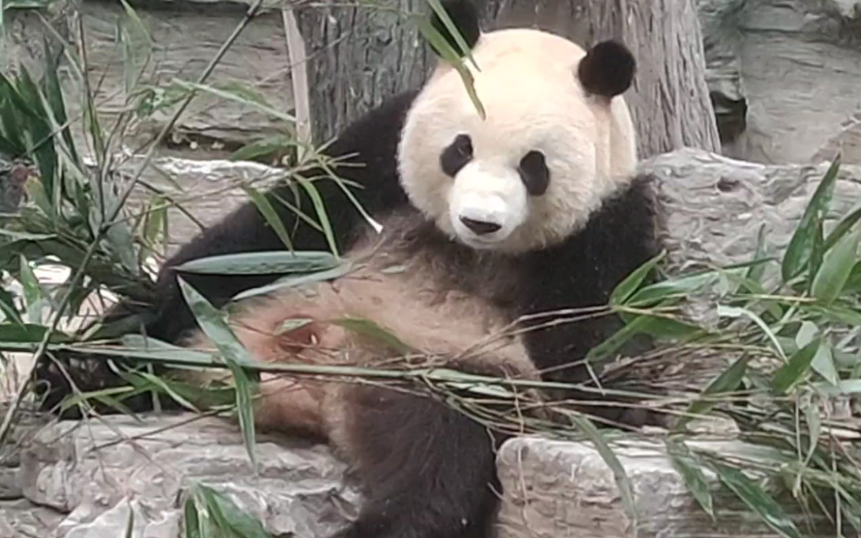 【大熊猫萌宝萌玉】小玉边吃竹子边八卦