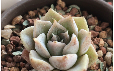 多肉植物 龙纹章 带暗纹的月影系多肉