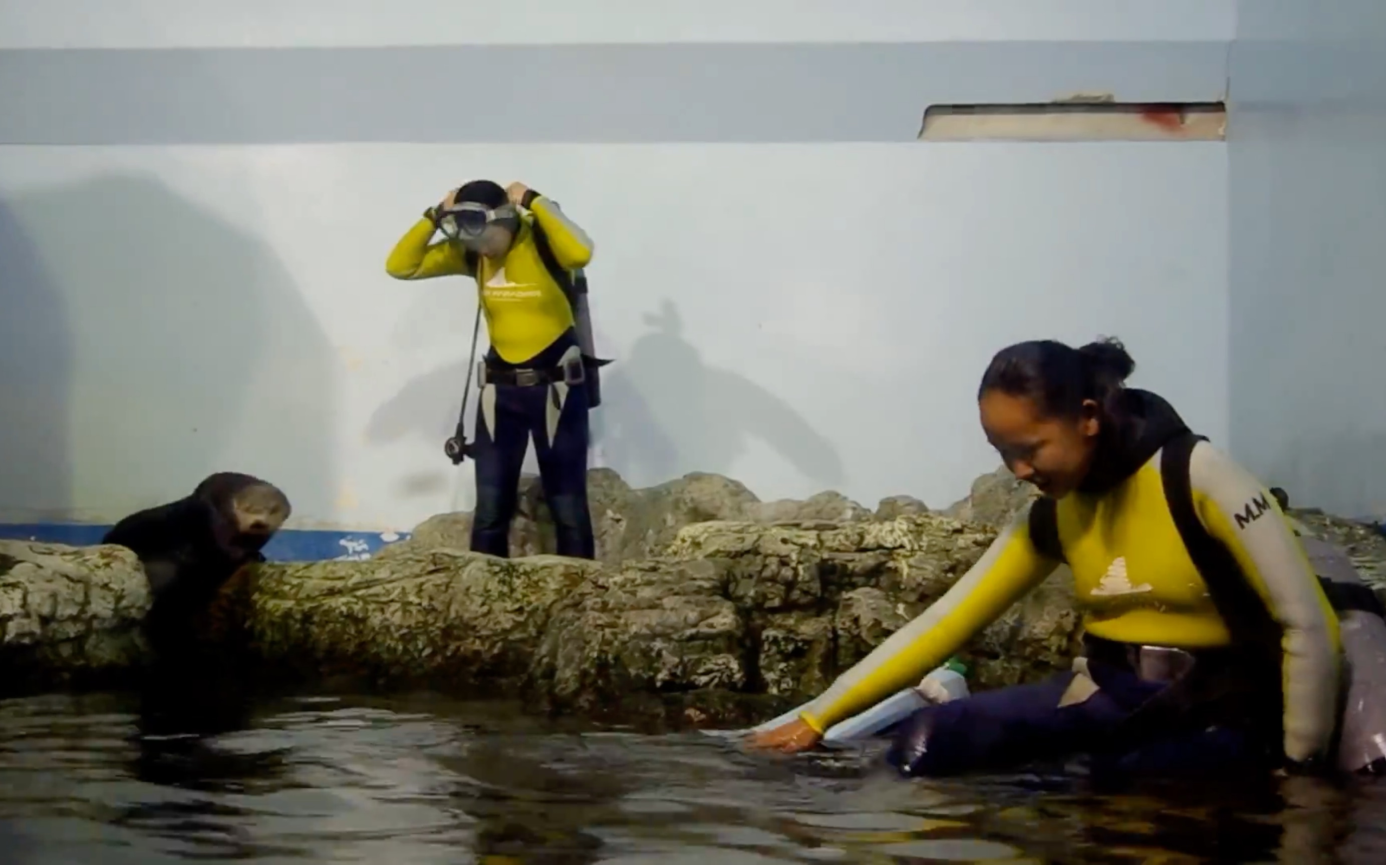 [图]八丈岛水族馆 女潜水员进入海獭养殖池作业