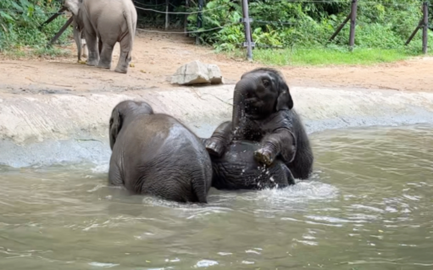 【亚洲象】阿卷顶屎看过了,看看完整版的小象玩水吧