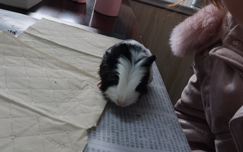 荷兰猪豚鼠可可爱爱的小豚豚