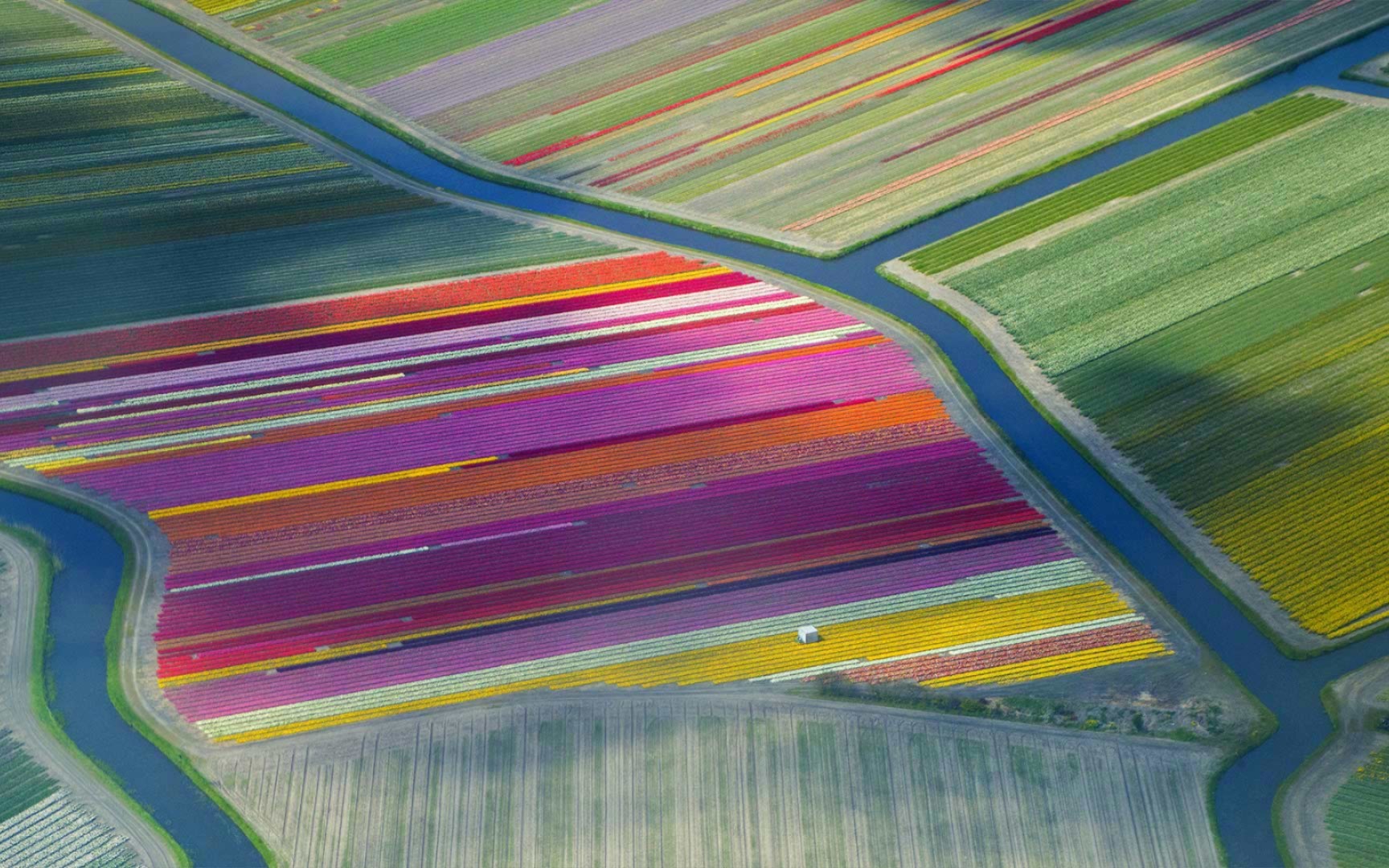 荷兰duin- en bollenstreek地区的郁金香田 (08 frans sellies