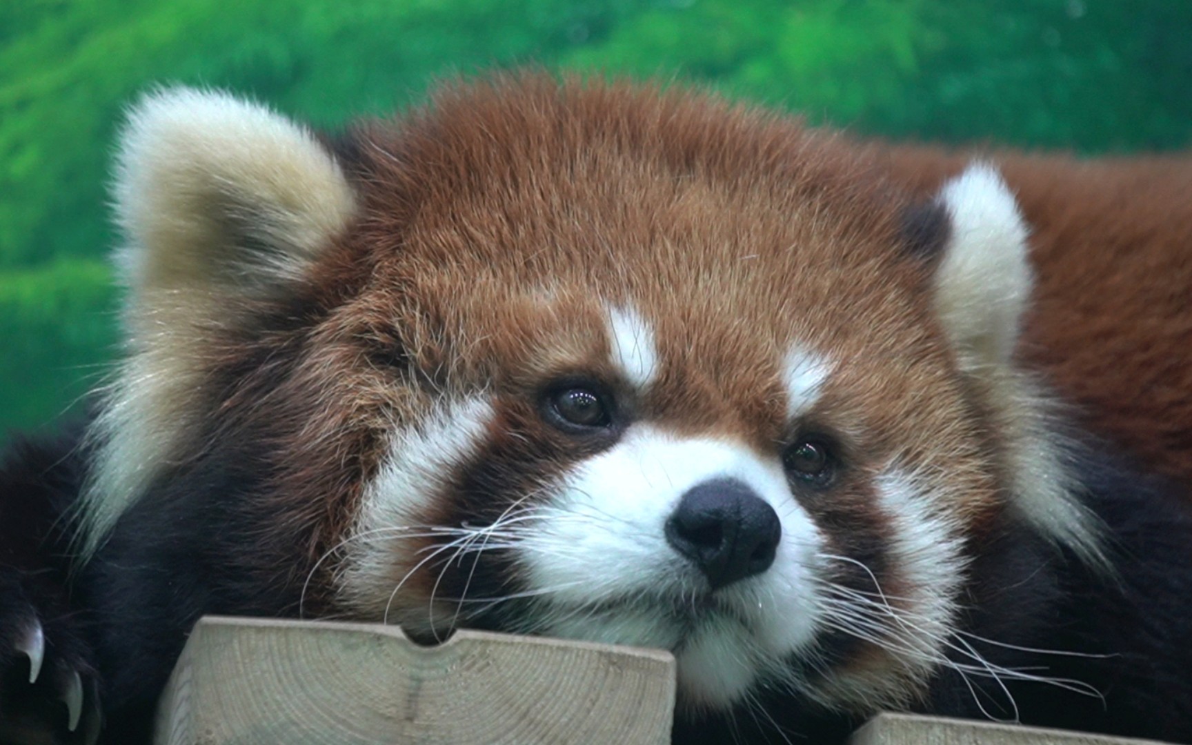 小熊猫大佬# 吃完早餐,开启.jpg模式