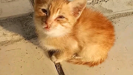 【救助流浪猫】在广州大学图书馆侧方发现了一只可怜兮兮的猫猫幼崽