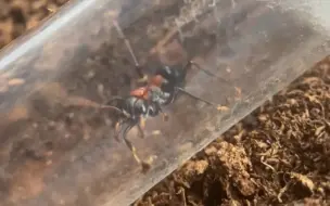 Télécharger la video: 牛逼牛蚁 Myrmecia nobilis