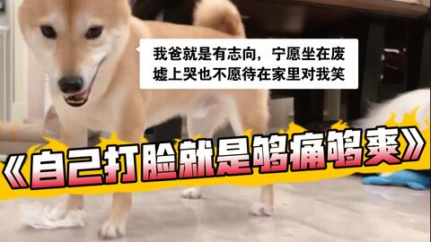 巨龙和阿柴 8月22日直播录屏 跟着笋大厨做小狗狗的新奇美食 哔哩哔哩