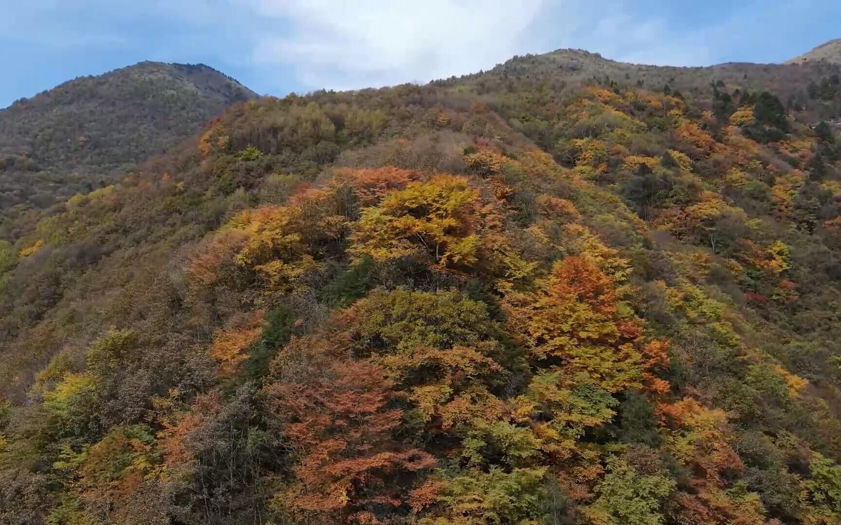 航拍!湖北神农架林区迎来秋景最佳观赏期,漫山秋叶宛如油画哔哩哔哩bilibili