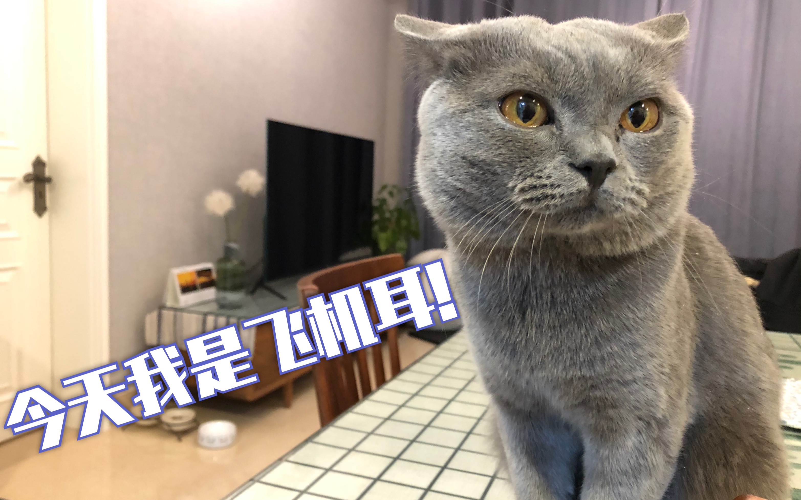 飞机耳的蓝猫乔治!