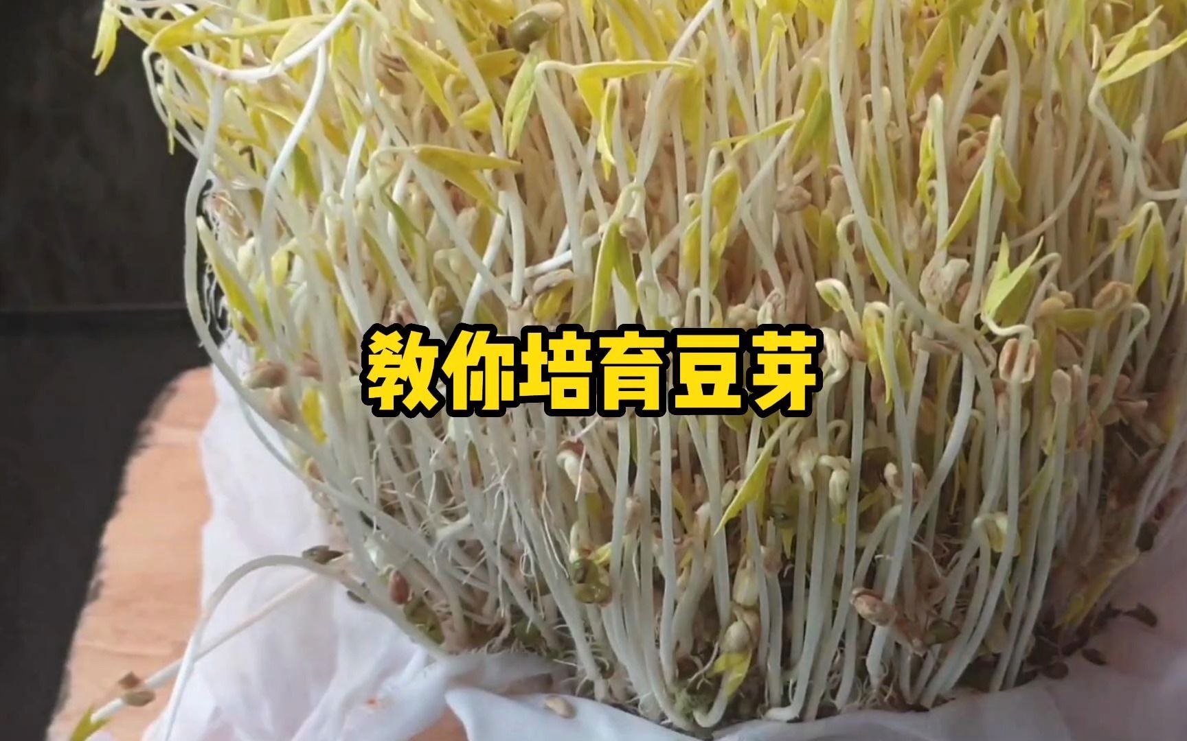 如何在家培育豆芽,简单几步教会你哔哩哔哩bilibili