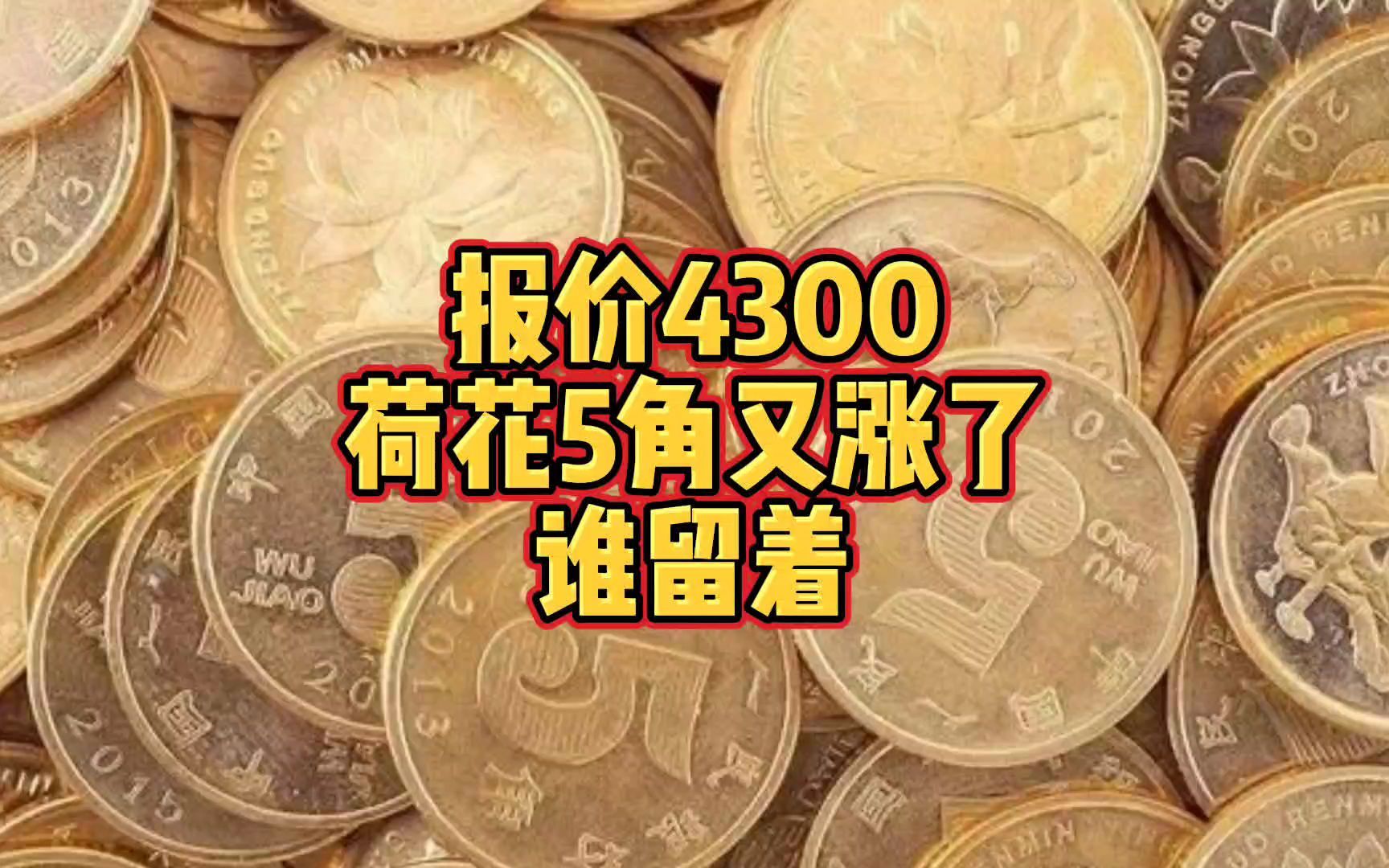 报价4300,荷花5角今年又涨了,谁留着?哔哩哔哩bilibili