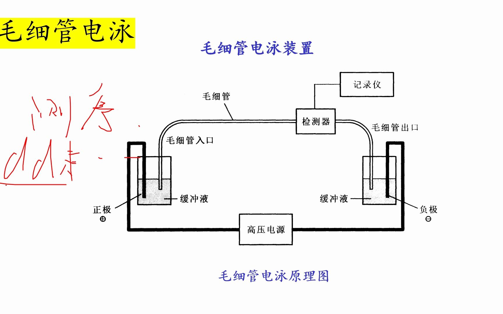 【生化试验技术(10)毛细管电泳