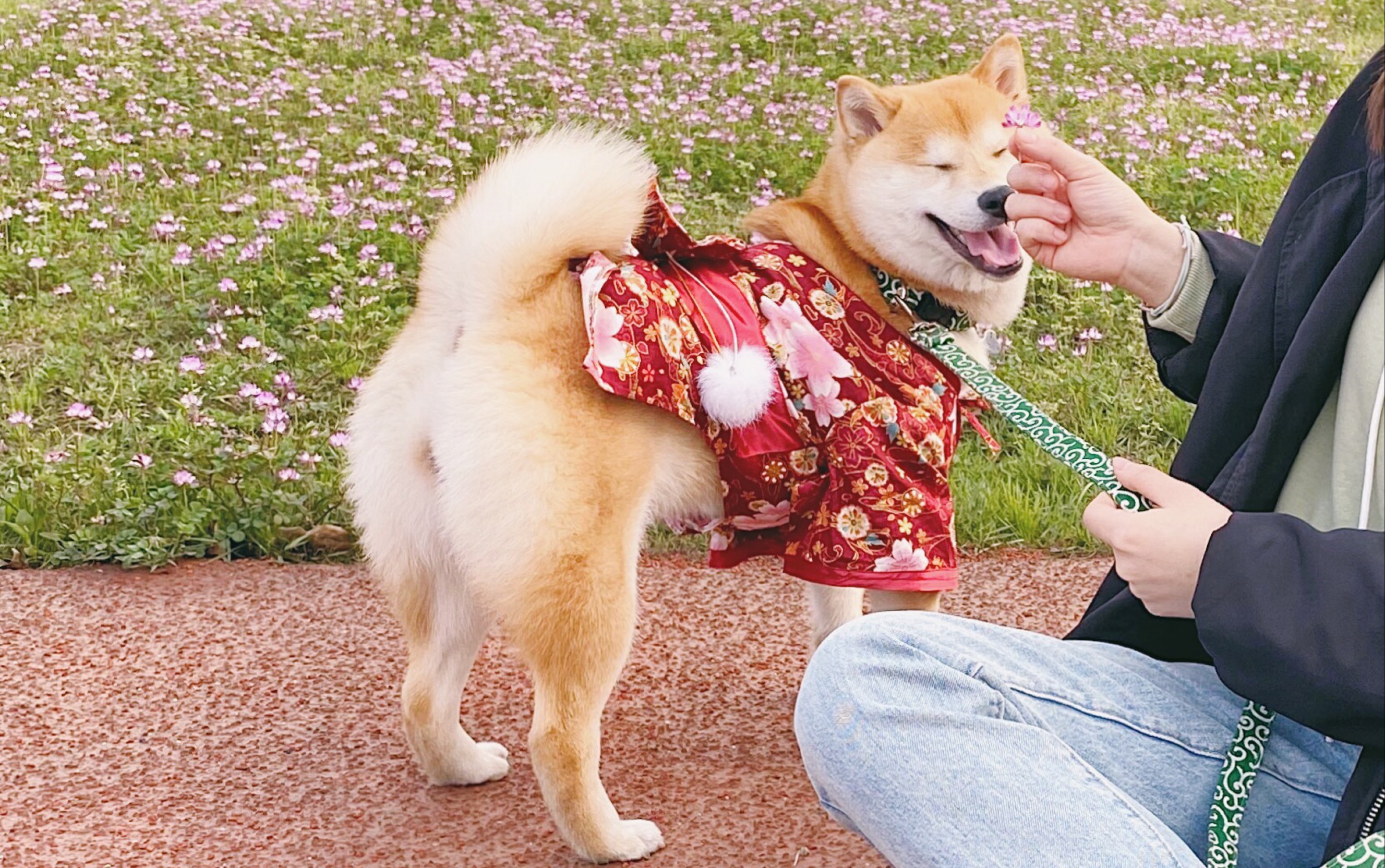 带着柴犬土豆去看樱花,狗子都跑疯了