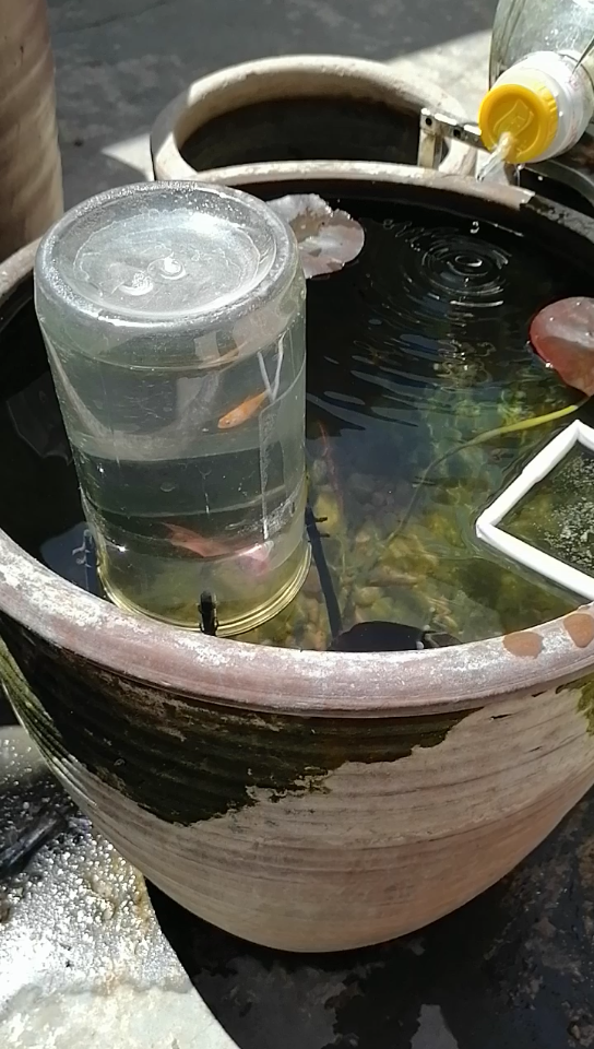 养鱼新手!陶缸开缸一个多月!睡莲小锦鲤!哈哈_哔哩哔哩_bilibili