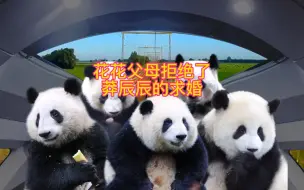 Video herunterladen: 莽辰辰向花花求婚，被拒绝了。