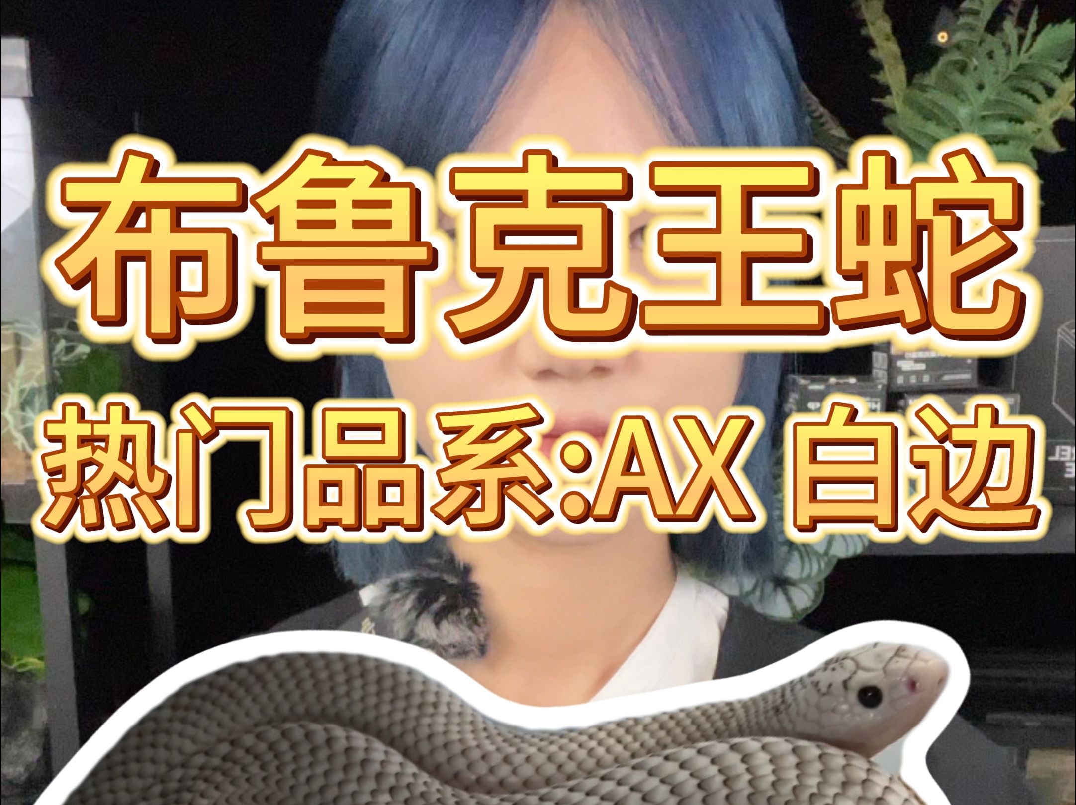 布鲁克王蛇热门品系:AX白边哔哩哔哩bilibili