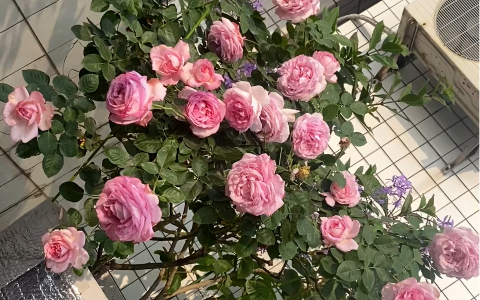 伊芙砂糖艺术月季
