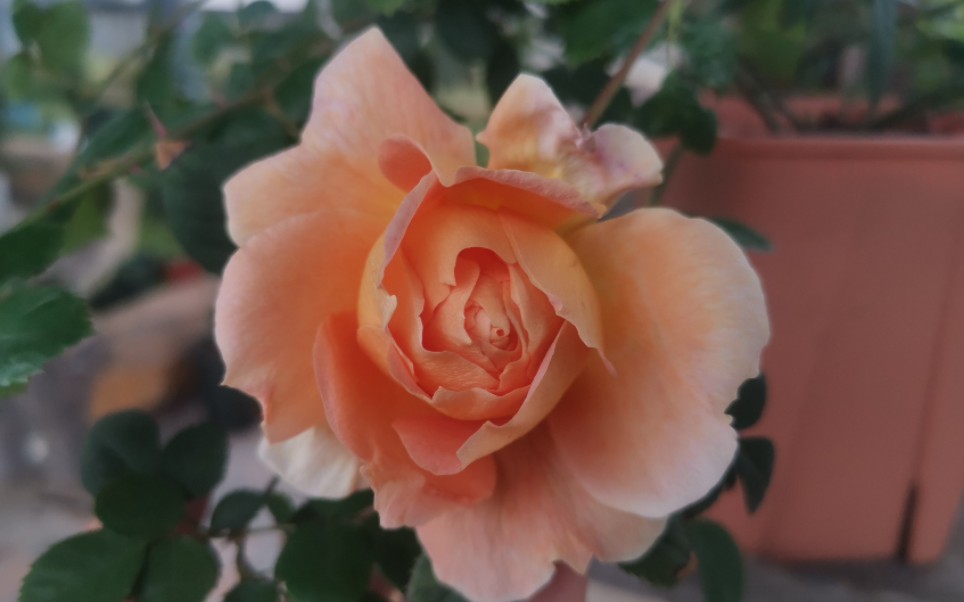 月季 落日熔金 秋(冬)花_哔哩哔哩_bilibili