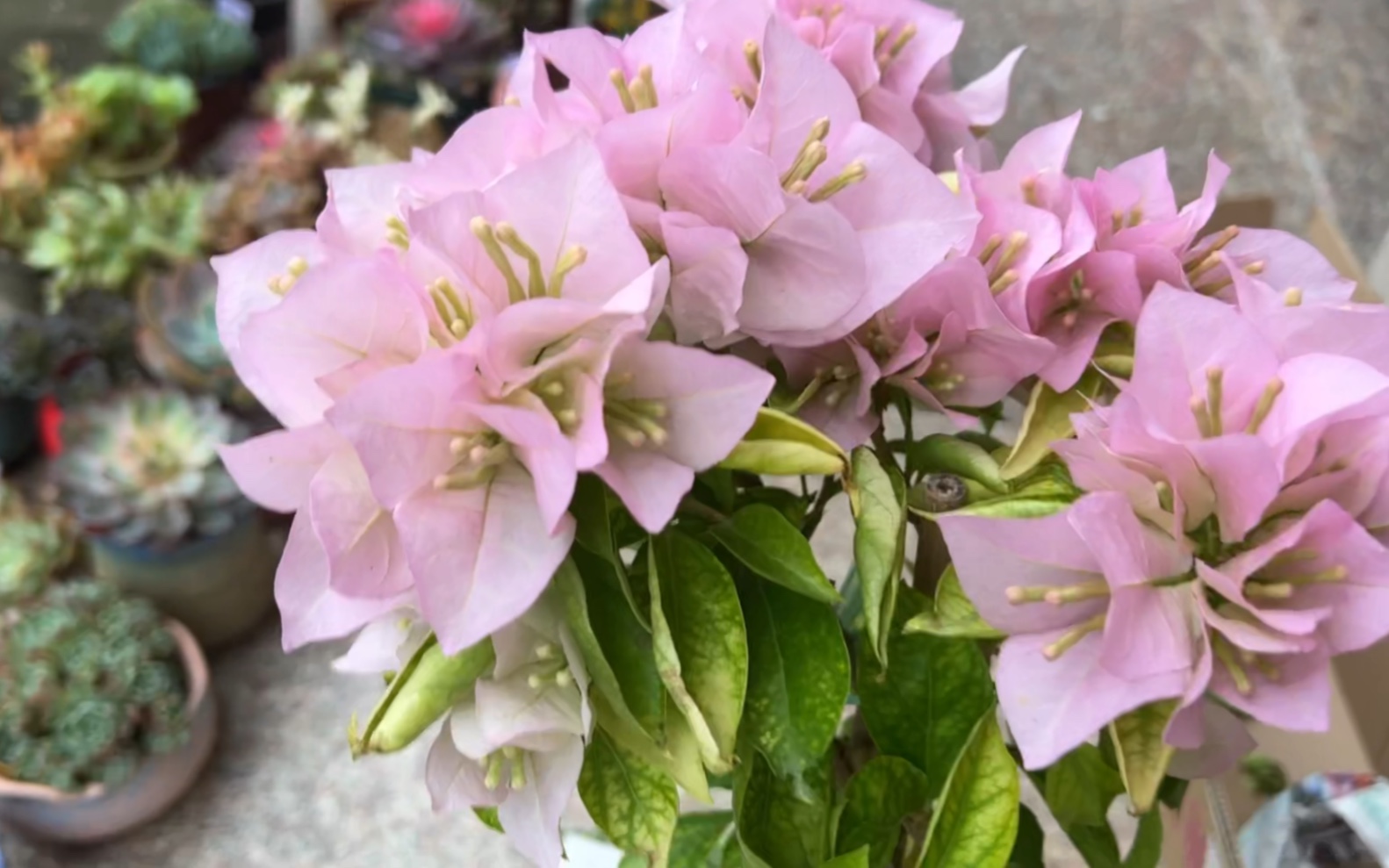 39米入的粉天使三角梅小高飘