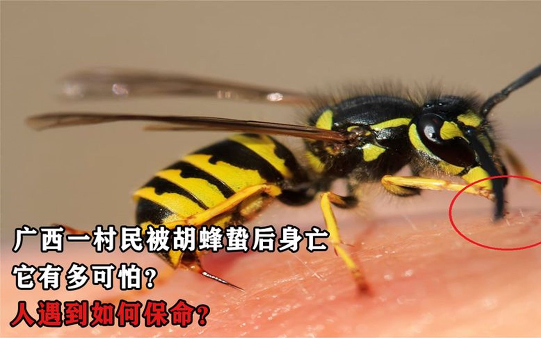 广西一村民被胡蜂蛰80多针后身亡,它有多可怕?人遇到如何保命?