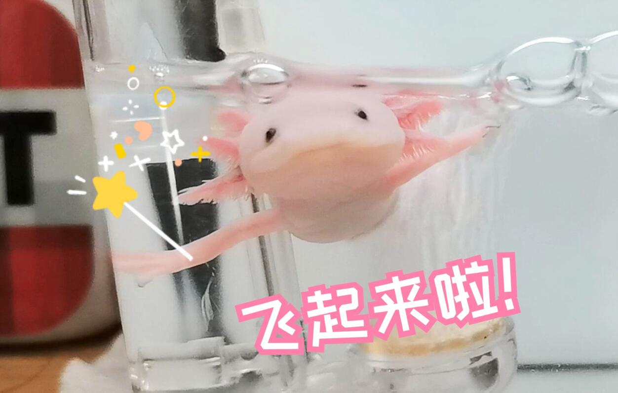 【六角蝾螈】会冲浪的小六六≽( > ω