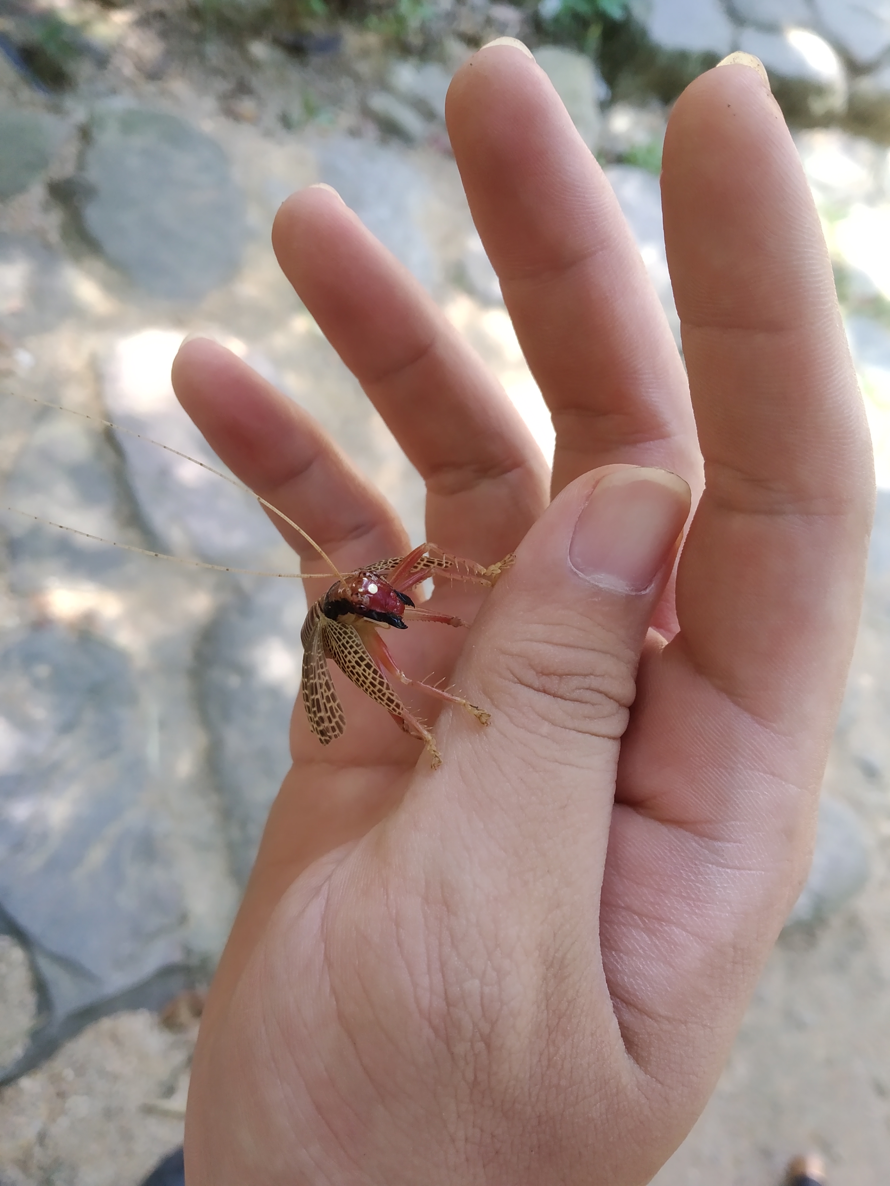 眼斑蟋螽的日常_哔哩哔哩_bilibili