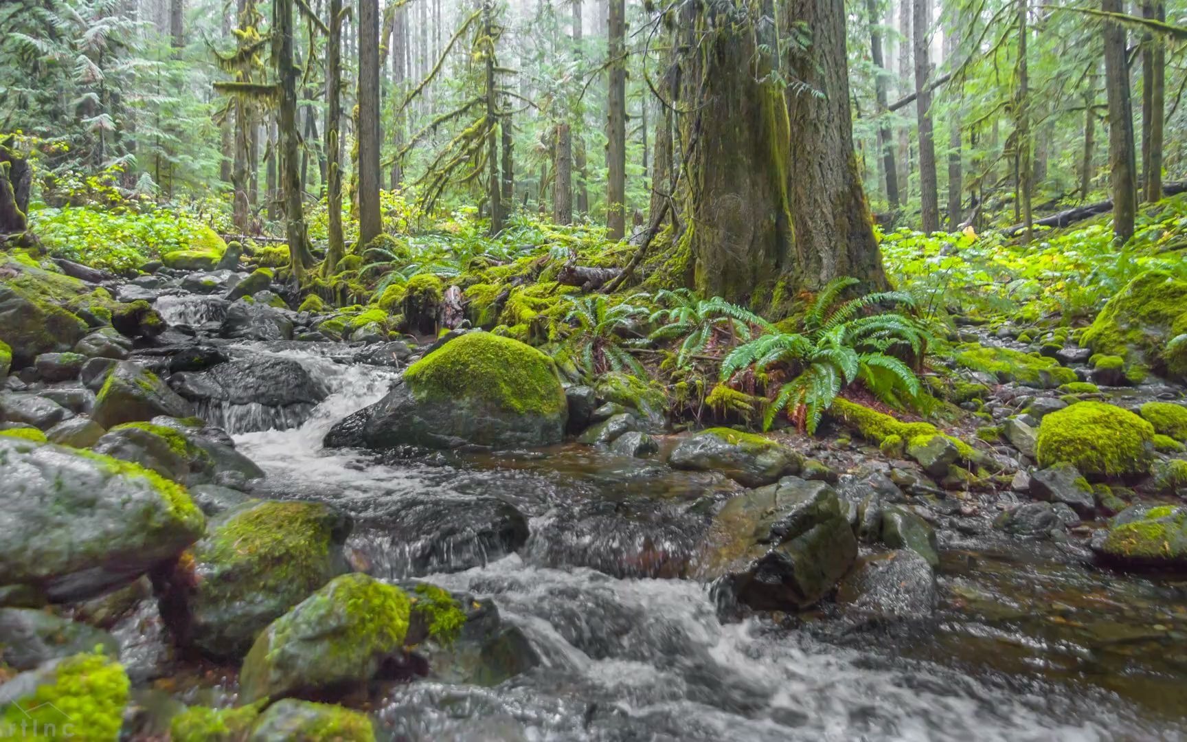 4k素材分享雨天童话森林fairytaleforestonarainyday