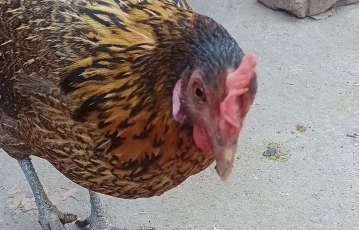 但是从小玩到大的宠物鸡.真的很好玩!