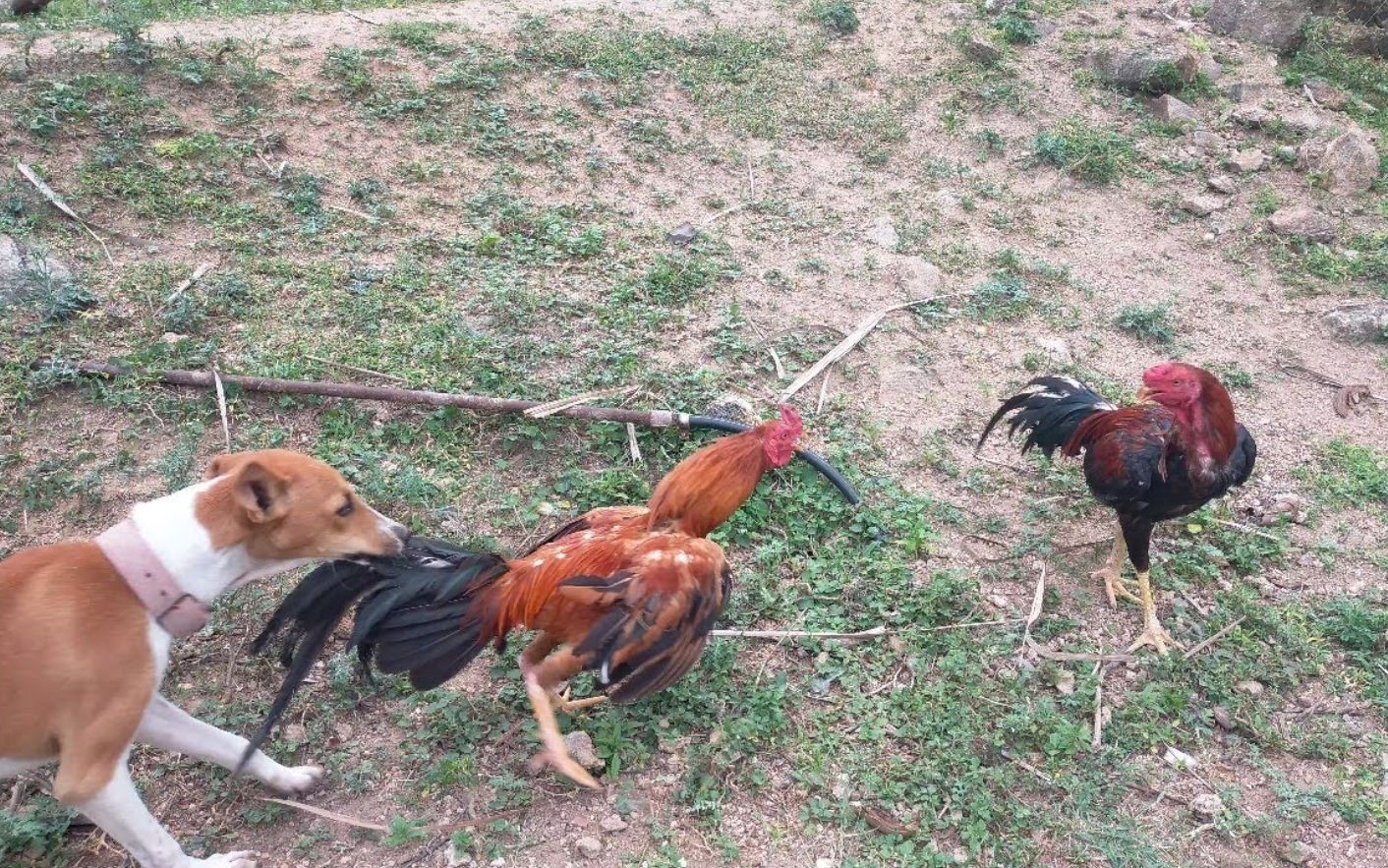 两只公鸡一只狗打架场面很激烈难分胜负